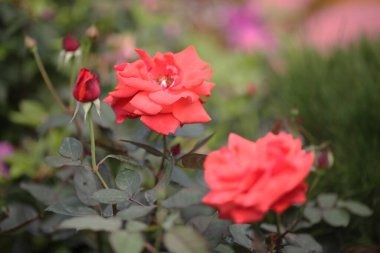 Gül bahçesi, baharda bahçede.