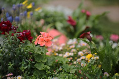 Bahçedeki Küçük Bahçe Baharı