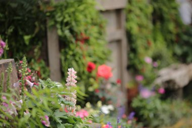 Bahçedeki Küçük Bahçe Baharı