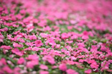 Çiçek göster hong kong Victoria Parkı'nda