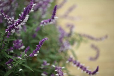 Victoria Park, Hong Kong 'da çiçek fuarı.