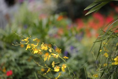 Dance Oncidium, Victoria Park, Hong Kong 'da çiçek fuarı.