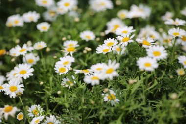 Victoria Park, Hong Kong 'da Leucanthemum paludosum çiçekleri