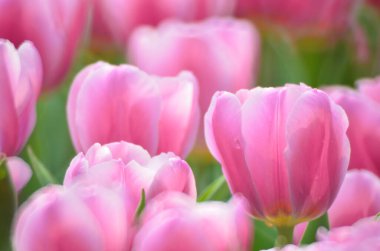 Tulipa gesneriana, Hong Kong 'da pembe laleler tarlası.