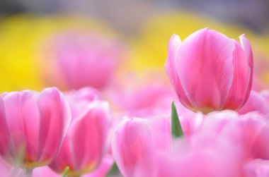 Tulipa gesneriana, Hong Kong 'da pembe laleler tarlası.