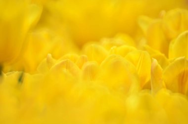 Sarı lale tarlası, bahar çiçekleri.