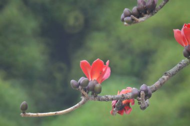Pamuk Ağacı çiçek açıyor, Hong Kong 'da bahar doğası.