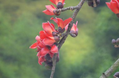 Pamuk Ağacı çiçek açıyor, Hong Kong 'da bahar doğası.