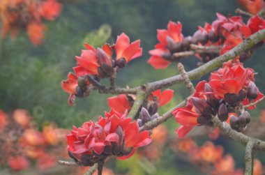 Pamuk Ağacı çiçek açıyor, Hong Kong 'da bahar doğası.