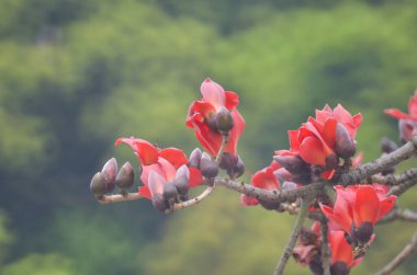 Pamuk Ağacı çiçek açıyor, Hong Kong 'da bahar doğası.