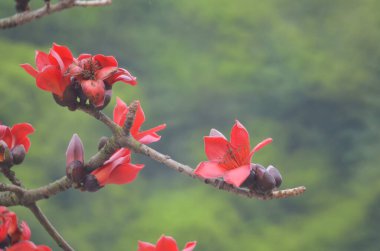 Pamuk Ağacı çiçek açıyor, Hong Kong 'da bahar doğası.