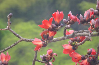 Pamuk Ağacı çiçek açıyor, Hong Kong 'da bahar doğası.