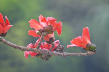 Pamuk Ağacı çiçek açıyor, Hong Kong 'da bahar doğası.