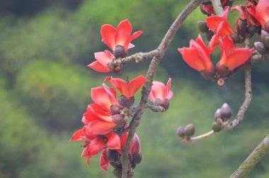 Pamuk Ağacı çiçek açıyor, Hong Kong 'da bahar doğası.