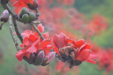 Pamuk Ağacı çiçek açıyor, Hong Kong 'da bahar doğası.