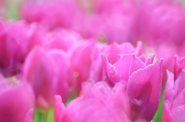 Tulipa gesneriana, Hong Kong 'da pembe laleler tarlası.