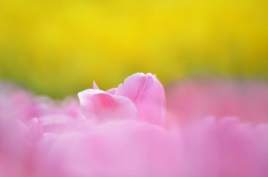 Tulipa gesneriana, Hong Kong 'daki pembe lalelerin bulanık görüntüsü.