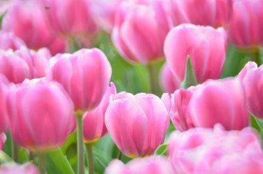 Tulipa gesneriana, Hong Kong 'da pembe laleler tarlası.