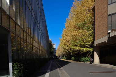 30 Kasım 2023 Tokyo Üniversitesi, Japonya manzarası