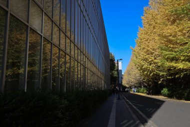 30 Kasım 2023 Tokyo Üniversitesi, Japonya manzarası