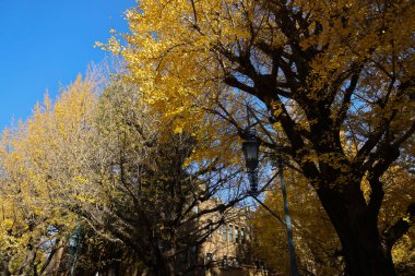 30 Kasım 2023 Tokyo Üniversitesi, Japonya manzarası