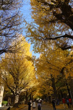 30 Kasım 2023 Tokyo Üniversitesi, Japonya manzarası