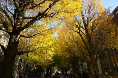 30 Kasım 2023 Tokyo Üniversitesi, Japonya manzarası