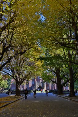 30 Kasım 2023 Tokyo Üniversitesi, Japonya manzarası