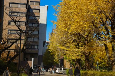 30 Kasım 2023 Tokyo Üniversitesi, Japonya manzarası