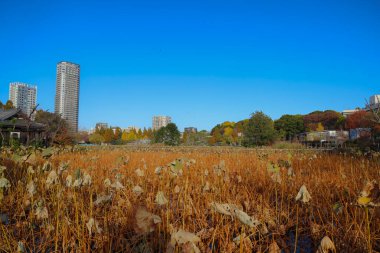 Ueno Park 'taki Benten do Tapınağı. 30 Kasım 2023.