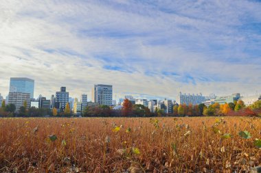 Ueno Park 'taki Benten do Tapınağı. 30 Kasım 2023.