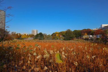 Ueno Park 'taki Benten do Tapınağı. 30 Kasım 2023.