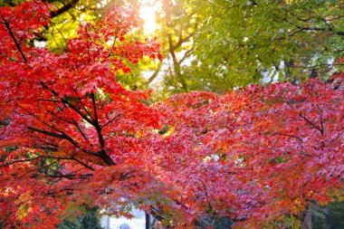 Tokyo Japonya, Ueno koen Parkı 'ndaki güzel ağaçlar, Tokyo 30 Kasım 2023