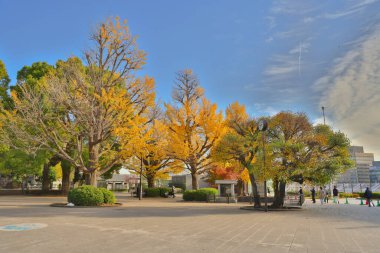 Tokyo Japonya, Ueno koen Parkı 'ndaki güzel ağaçlar, Tokyo 30 Kasım 2023