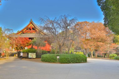 Tokyo Japonya, Ueno koen Parkı 'ndaki güzel ağaçlar, Tokyo 30 Kasım 2023