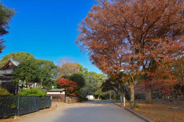 Tokyo Japonya, Ueno koen Parkı 'ndaki güzel ağaçlar, Tokyo 30 Kasım 2023