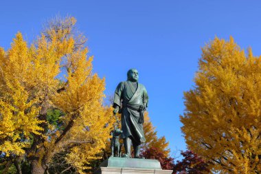 Ueno Parkı Saigo Takamori heykeli ve sarı Gingo ağacı 30 Kasım 2023