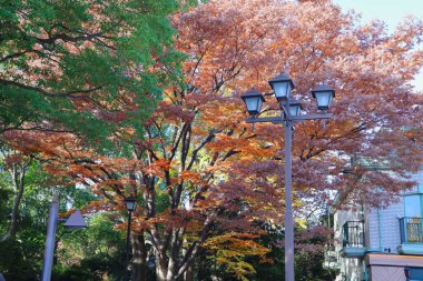 Tokyo Japonya, Ueno koen 30 Kasım 2023 'te sonbahar sarı ağaç yaprakları
