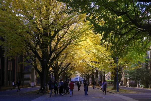 30 Kasım 2023 Tokyo Üniversitesi, Japonya manzarası