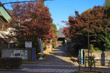 Nov 29 2023 Autumn foliage in a city street with trees and greenery