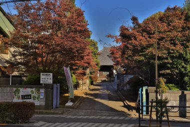 Nov 29 2023 Autumn foliage in a city street with trees and greenery