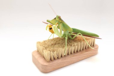 a Close-up of a mantis in lush green foliage on brush