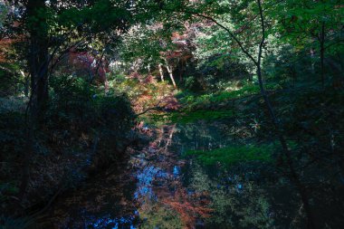 29 Kasım 2023 Yeşil Ağaçlı Boş Orman 'da Yapraklar