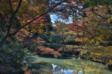 29 Kasım 2023 Berrak bir Yeşillik Huzur Suyunda Yansıtıldı