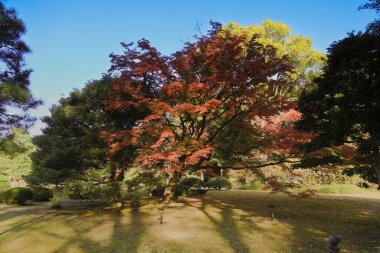 29 Kasım 2023 Renkli Yapraklı Sonbahar Ormanı