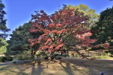 29 Kasım 2023 Tokyo, Japonya 'daki Rikugien Bahçesinin Sonbahar manzarası