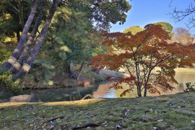 Sonbahar parkında nehir olan renkli ağaçlar, gündüz görüşü 