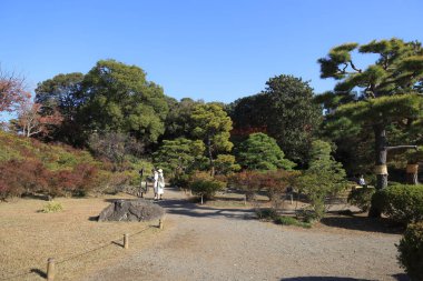 29 Kasım 2023 Sonbahar Ormanında Çiçek açan Botanik Güzelliği
