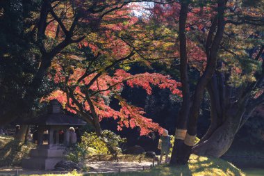 29 Kasım 2023 Japon akçaağaç yaprağı ile sonbahar titreşimlerini deneyimleyin.