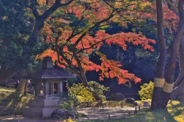 29 Kasım 2023 Japon akçaağaç yaprağı ile sonbahar titreşimlerini deneyimleyin.